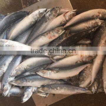 80-150g frozen pacific mackerel for canning