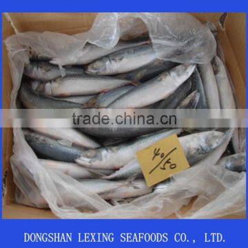 Seafood Frozen Pacific Mackerel Fish
