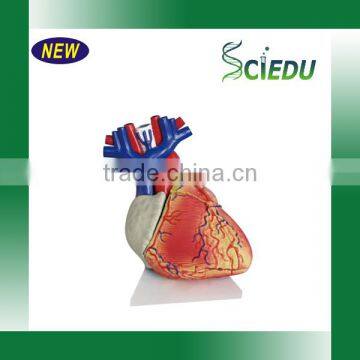 Student Anatomy Human Heart Model photo-2