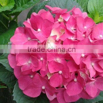 Home Decoration Flowers Single Large Size Fresh Cut Hydrangea Different Colors Bouquet