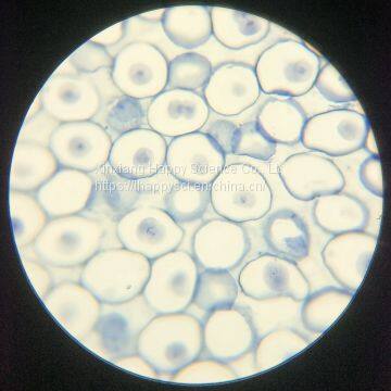 Lab and Medical Pathology Histology Microscope Slides photo-5