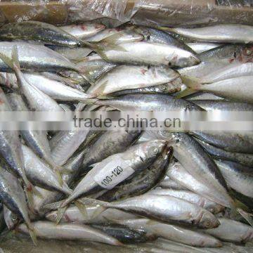 High quality WR frozen pacific mackerel fish