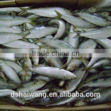 Whole Round BQF Frozen Fish Sardine Fish photo-3