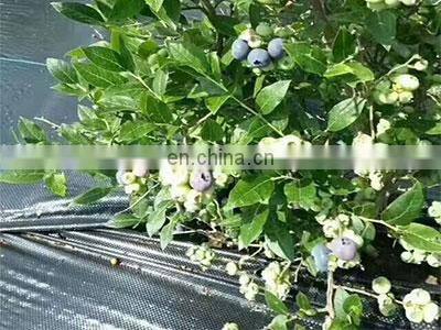Anti Weed Mat 100% PP Woven Geotextile Weed Control Artificial Ground Cover For Blueberry photo-4