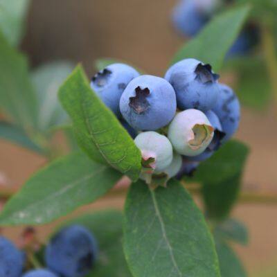 L29 blueberry seedlings blueberry saplings
