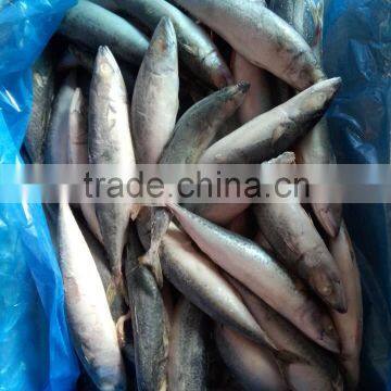 Factory Supply Mackerel Fish Pacific Mackerel Scientific Name Scomber Japonicus photo-5