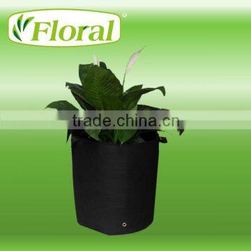 vegetable plants
