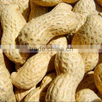 Best peanut in shell for sale