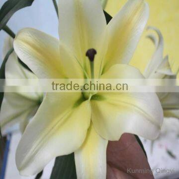 wholesale fresh cut flowers yellow color lily flower from Kunming