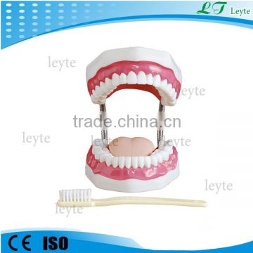 XC-403A 32 Teeth plastic Dental Care study model