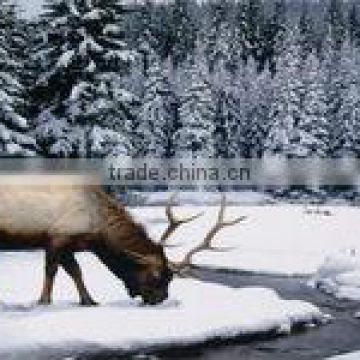 Elk In The Snow Photo License Plate