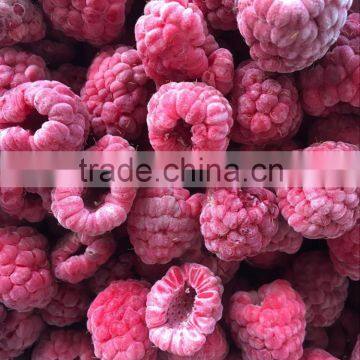 Supply Large Quantity IQF Raspberry Whole with good quality