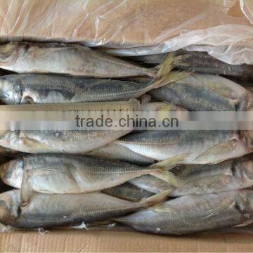 New Fishing Price 20cm up Frozen Horse Makerel