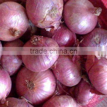 Chinese fresh onion 2016 export to dubai