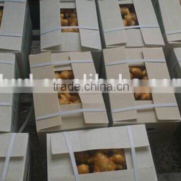 Chinese Food Ginger at the Price of Fresh Ginger