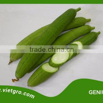 High Yield F1 Hybrid Luffa Seed - GENIUS 02