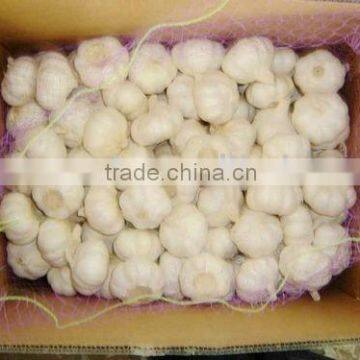 Pure White Garlic