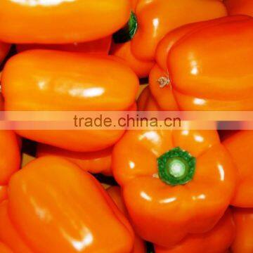 Imported Capsicum Orange seeds