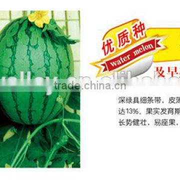 Chinese Hybrid F1 Small Gift Watermelon Seed For Growing about 3kgs-Spring Fortune Jade F1