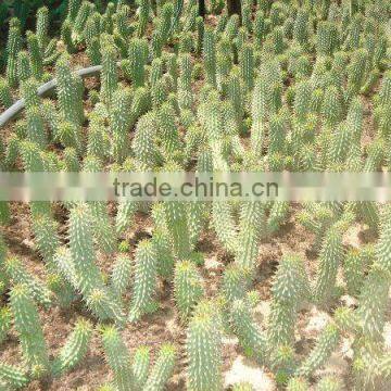 Hoodia gordonii