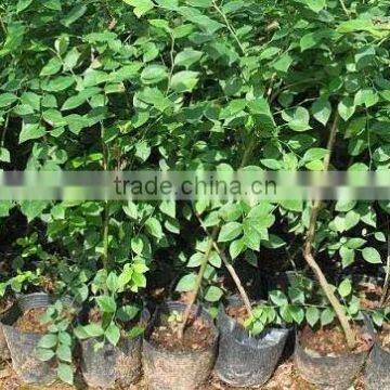 Blue Berry Trees Seedling