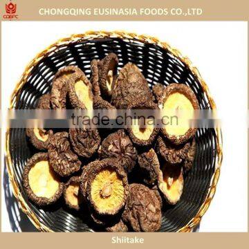 Shiitake mushroom cultivation lentinus edodes