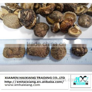 Dried shiitake mushroom extract for sale