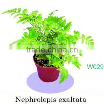 Nephrolepis Exaltata 'Corditas'
