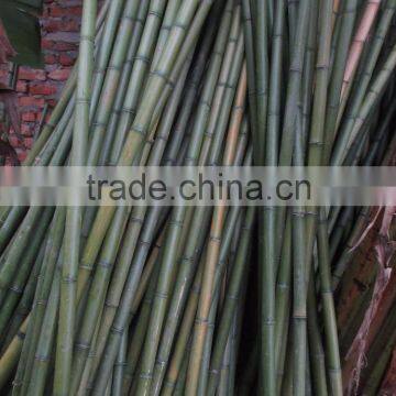 Vietnam Bamboo/ natural dry Bamboo