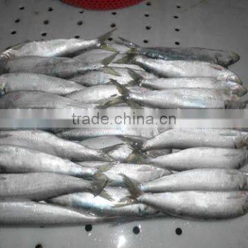 Land Frozen Sardine for Bait Hot Sale photo-3