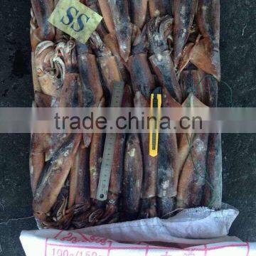 Whole Illex Squid Frozen photo-2