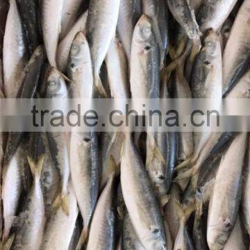 BQF Frozen Horse Mackerel/round Scad photo-2