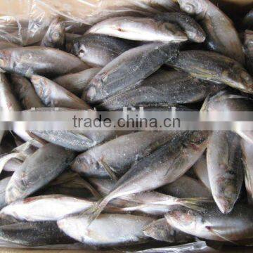 frozen horse mackerel