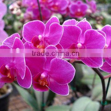 Phalaenopsis Orchid Plants flowers bloom & no flowers (CM)