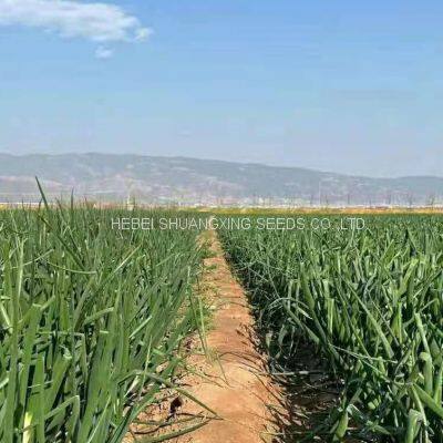 High Yield and Good Disease-resistant White Onion Seeds for Planting photo-4