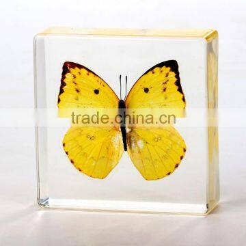 New style wholesale paperweight with real butterfly