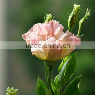 Good quality antique fresh cut flowers high quality eustoma