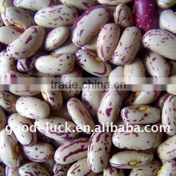 High quality light speckled kidney beans