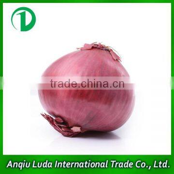 New Red Onion With Best Price