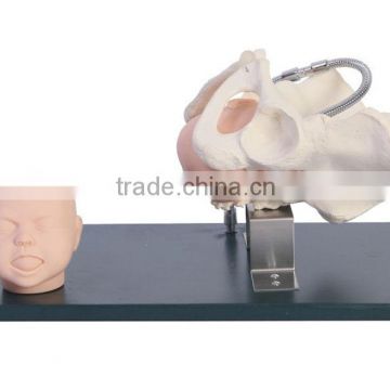 MCT-KC-360 Pelvis with Fetal Heads Model