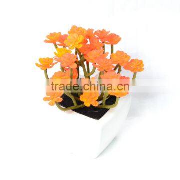 Decorative Orange Succulent Plant in a Square White Pot