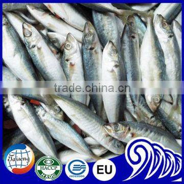 Newly Catches Frozen Round Scad Fish With Good Quality for Sale photo-5