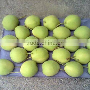 Shandong Pears Variety 2016 New crop Shandong Pears