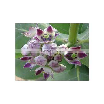 Gigantic Swallow Wort flower