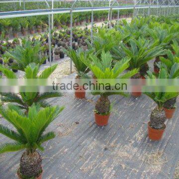 Small Cycas Revoluta