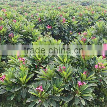 Plumeria Rubra