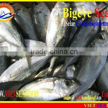 FROZEN BIGEYE SCAD WHOLE ROUND