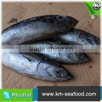 Carton or Woven Bag Packed Fat Content 16%-18% Bonito wr photo-5