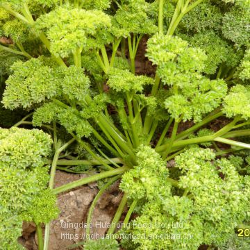 IQF Frozen Parsley