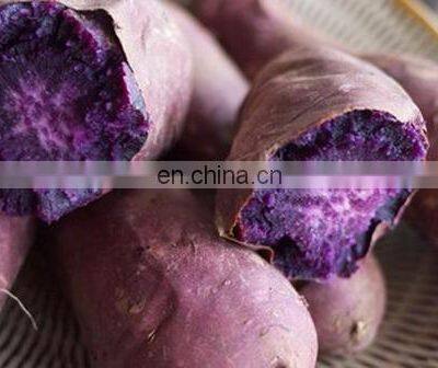 High Quality Purple Fresh Sweet Potato From Vietnam photo-5